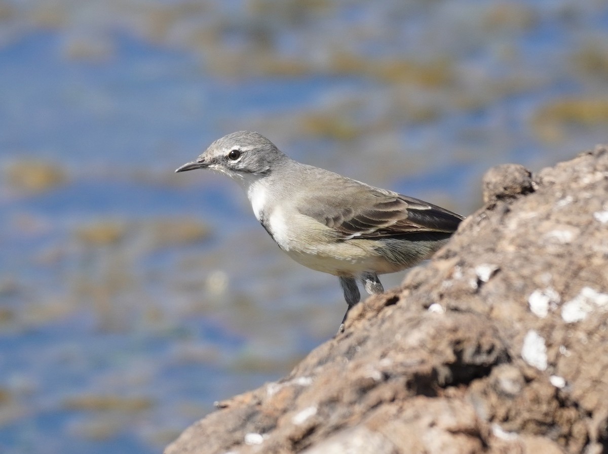 Cape Wagtail - ML617821815