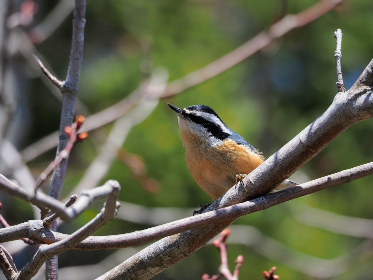 Red-breasted Nuthatch - Angela MacDonald