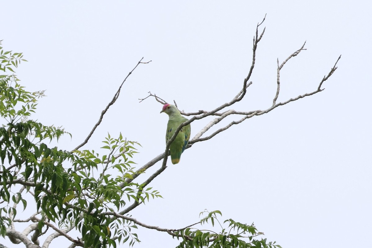 Rose-crowned Fruit-Dove - ML617821829