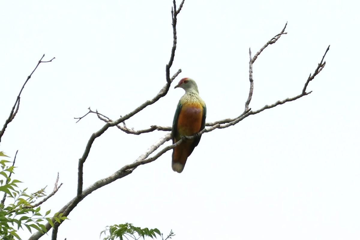 Rose-crowned Fruit-Dove - ML617821830
