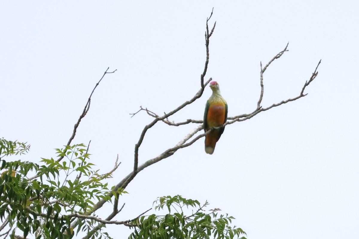 Rose-crowned Fruit-Dove - ML617821831
