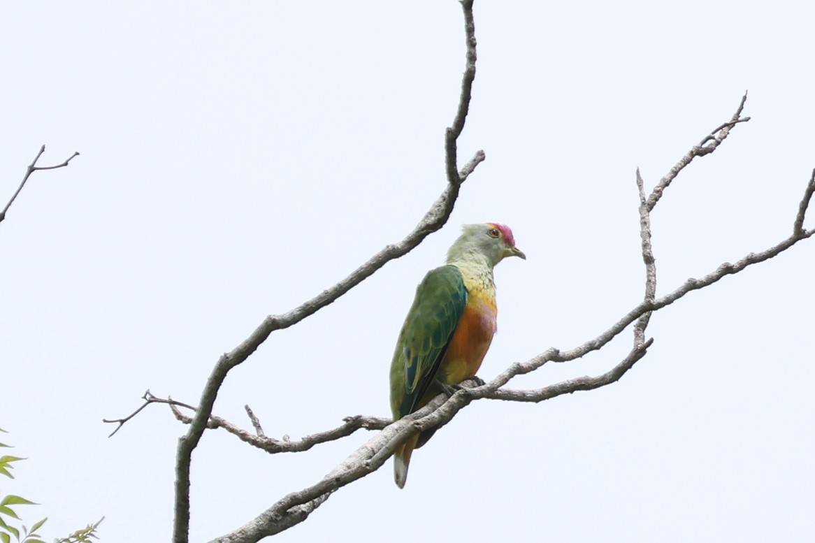 Rose-crowned Fruit-Dove - ML617821832