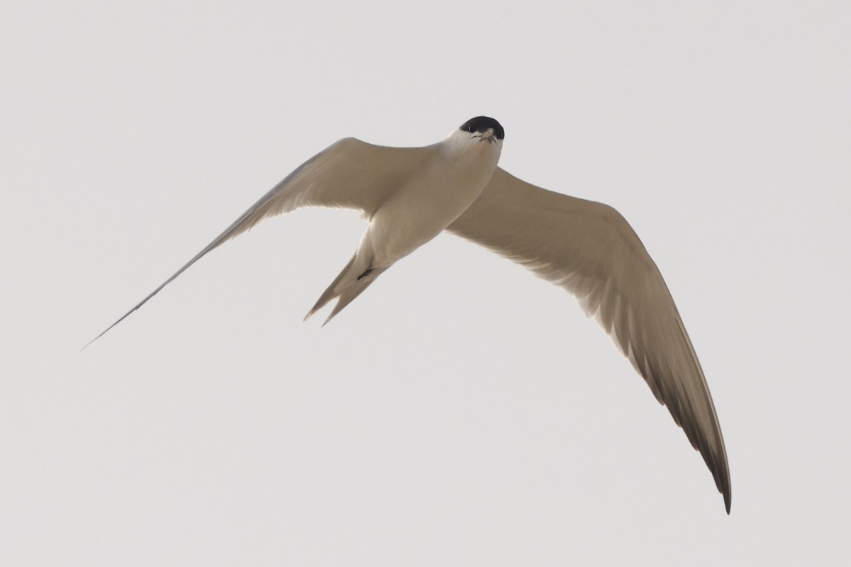 Gull-billed Tern - John Mills