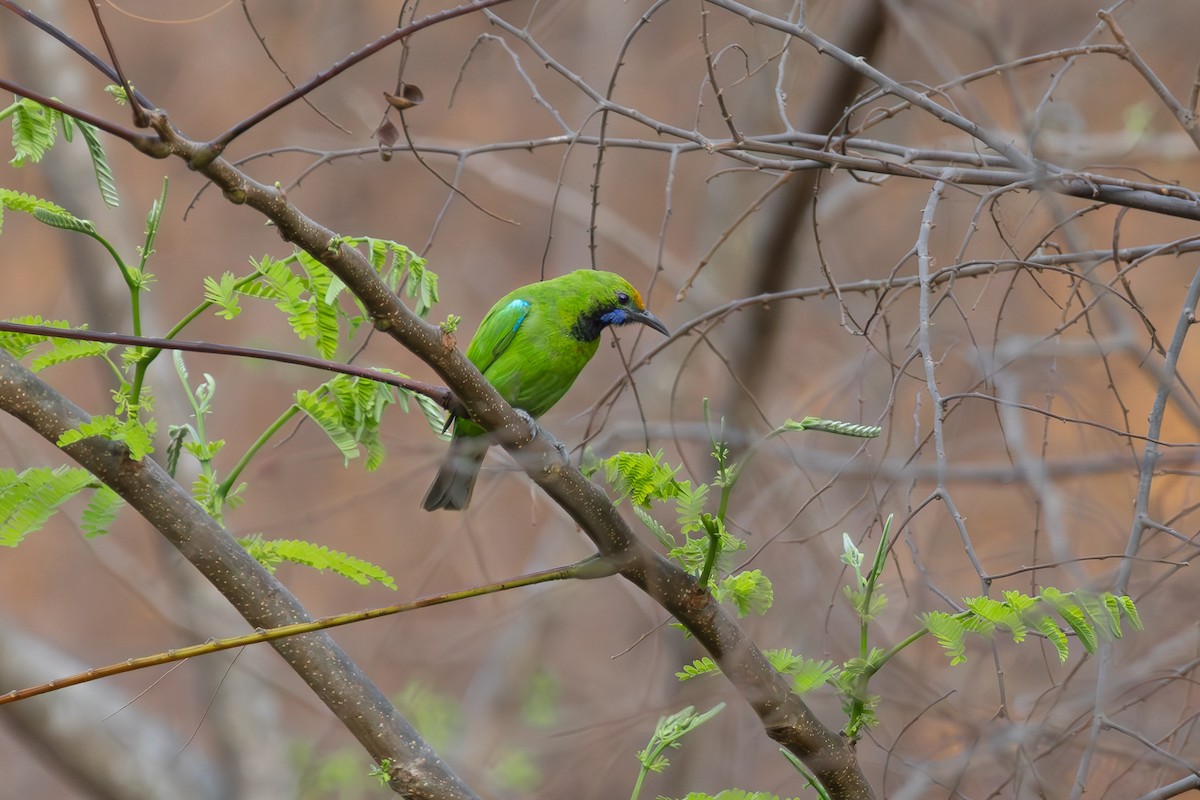 Golden-fronted Leafbird - Anand T