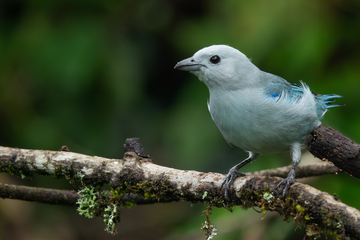Blue-gray Tanager - ML617822058