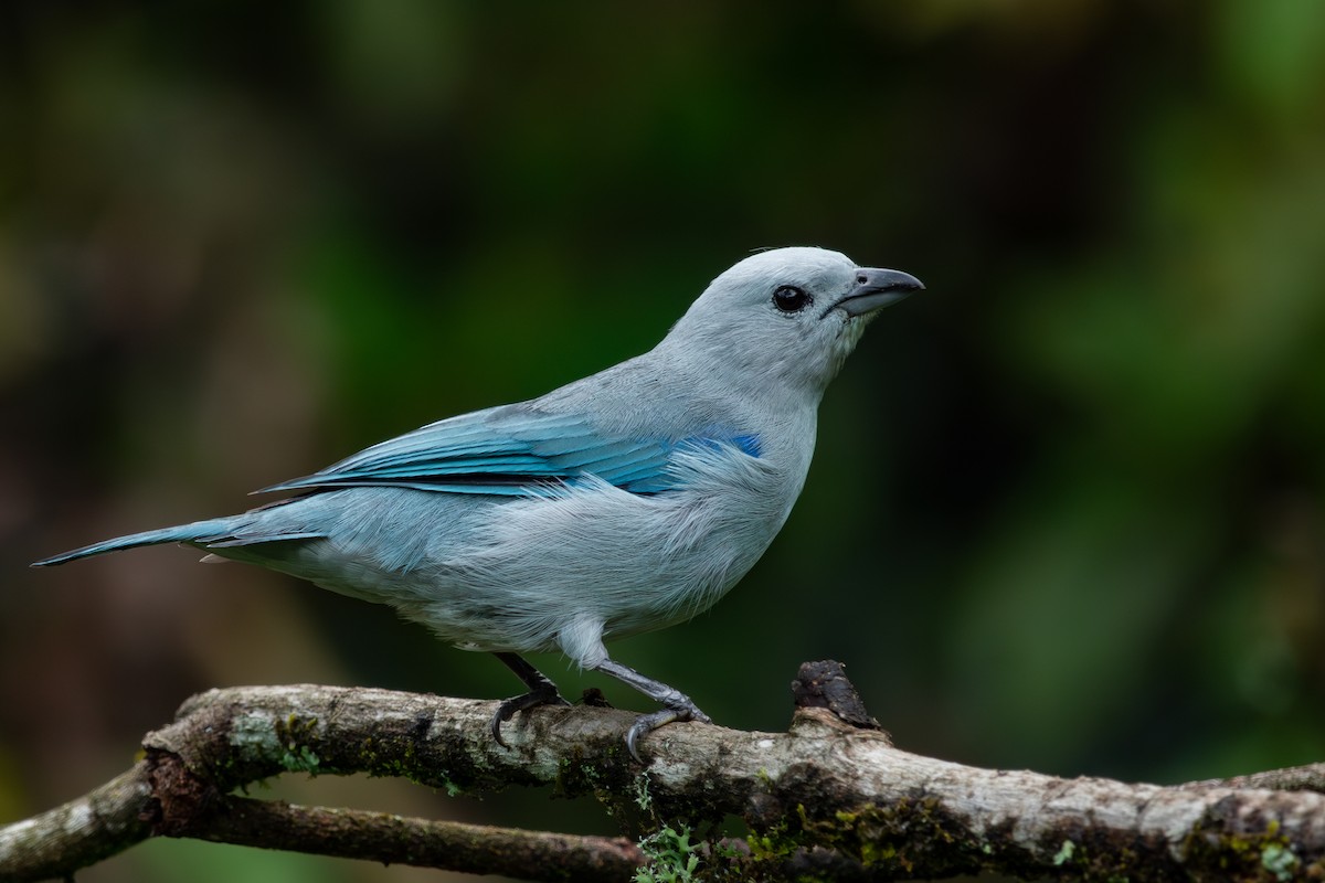 Blue-gray Tanager - ML617822059