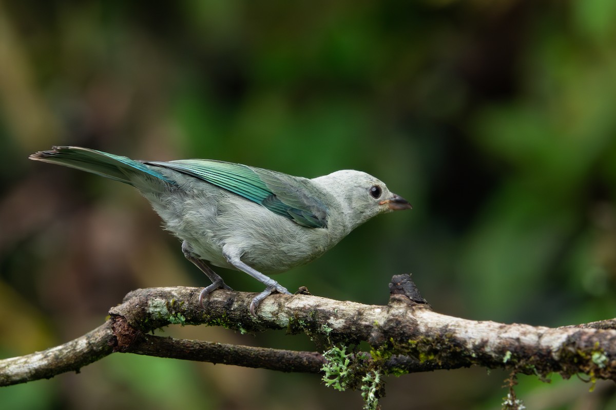Blue-gray Tanager - ML617822060