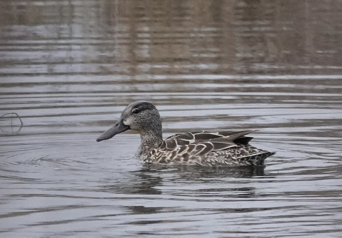 Blue-winged Teal - ML617822080