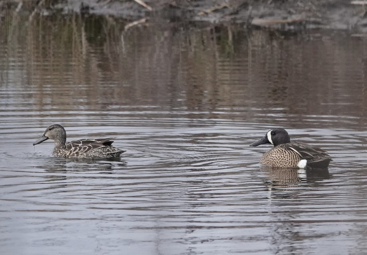 Blue-winged Teal - ML617822081