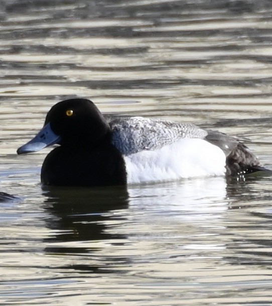 Greater Scaup - ML617822114