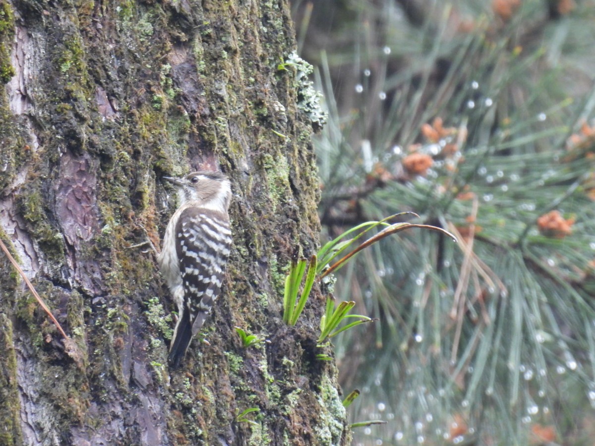 Japanese Pygmy Woodpecker - ML617822127
