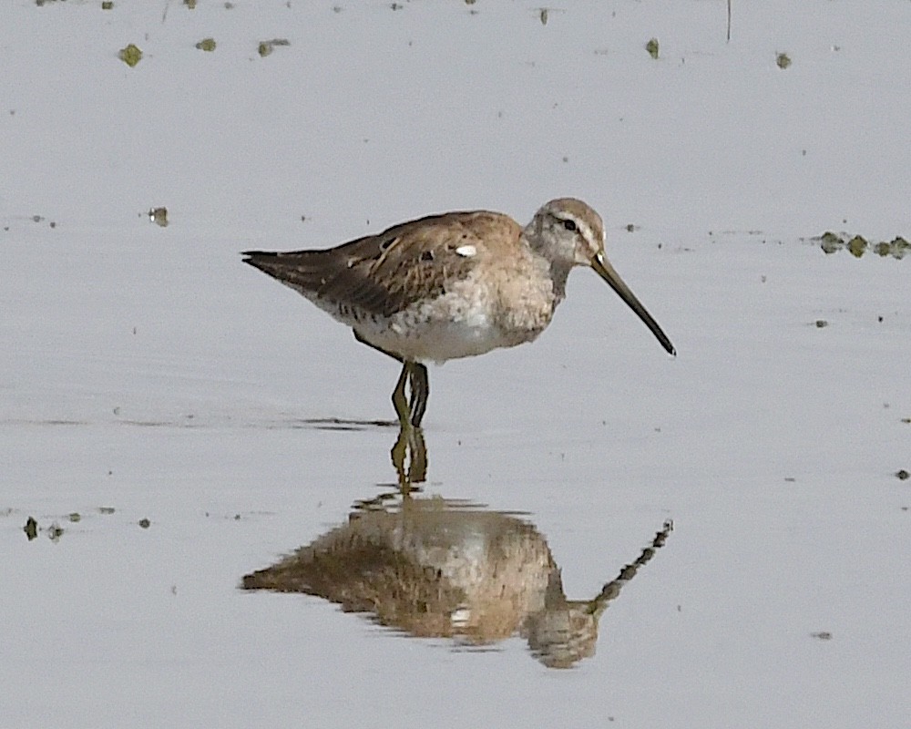 Long-billed Dowitcher - Ted Wolff