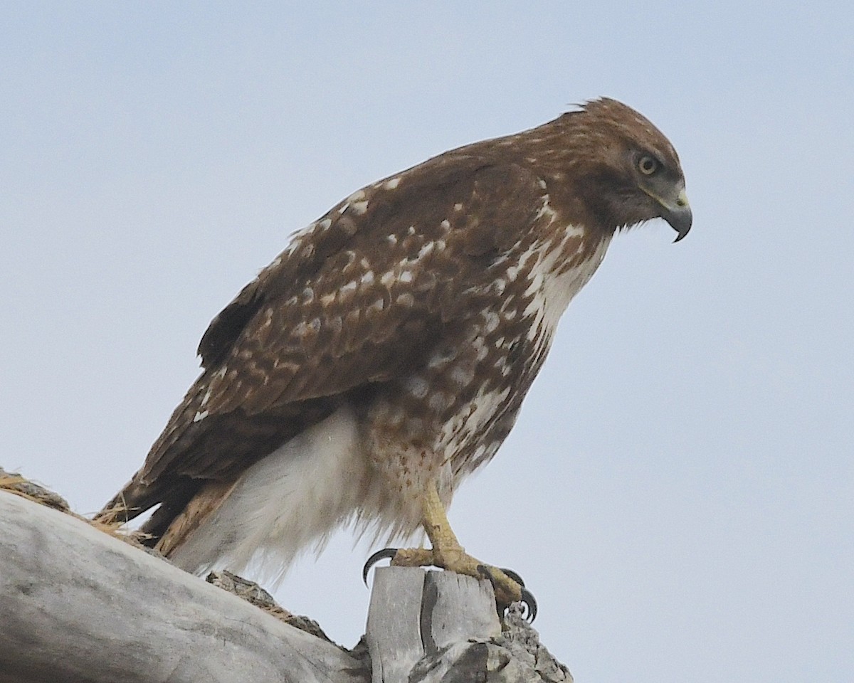 Red-tailed Hawk - ML617822187
