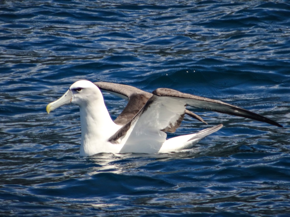 White-capped Albatross - Padrick Anderson