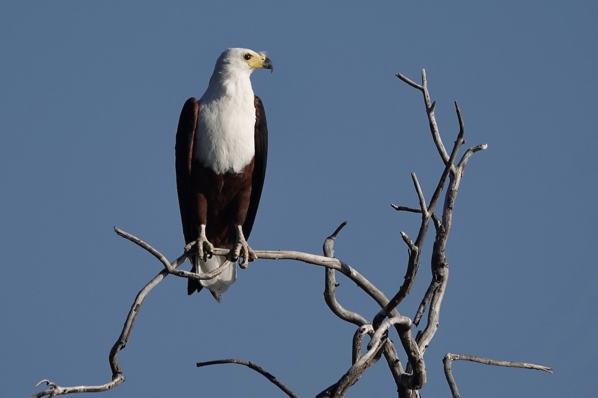 African Fish-Eagle - ML617822235