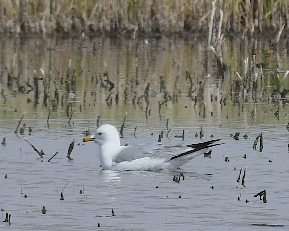 Ring-billed Gull - Ted Wolff