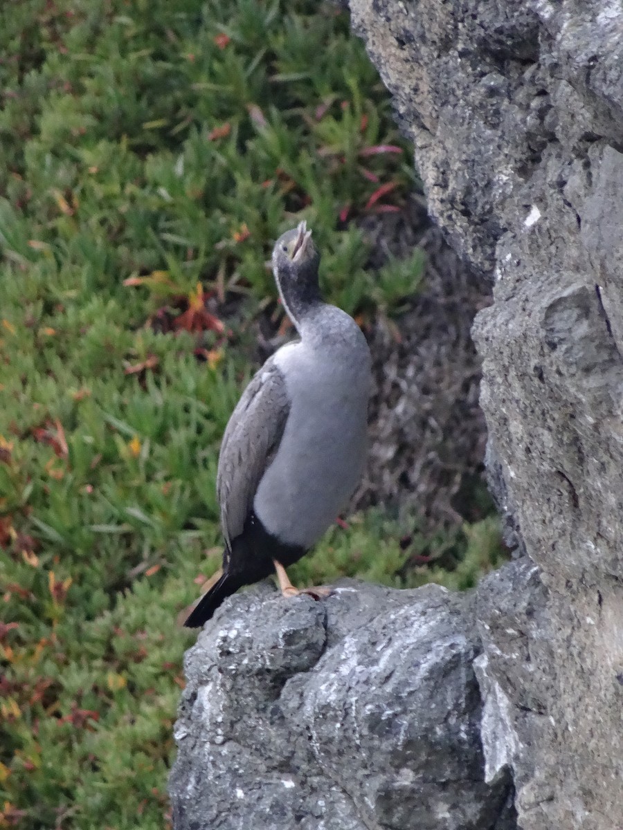 Spotted Shag - ML617822271