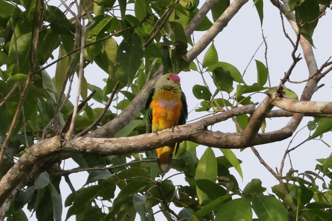 Rose-crowned Fruit-Dove - ML617822314