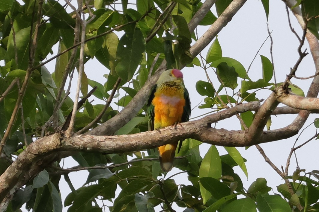 Rose-crowned Fruit-Dove - ML617822315