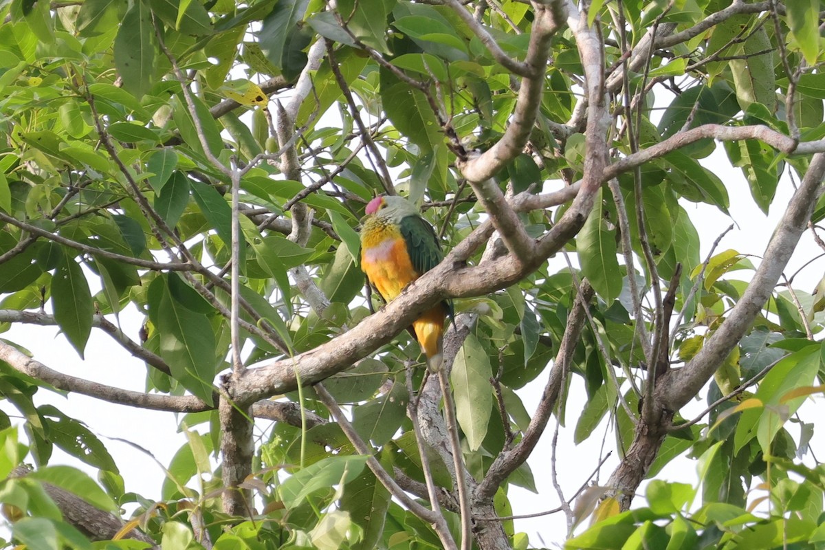 Rose-crowned Fruit-Dove - ML617822316