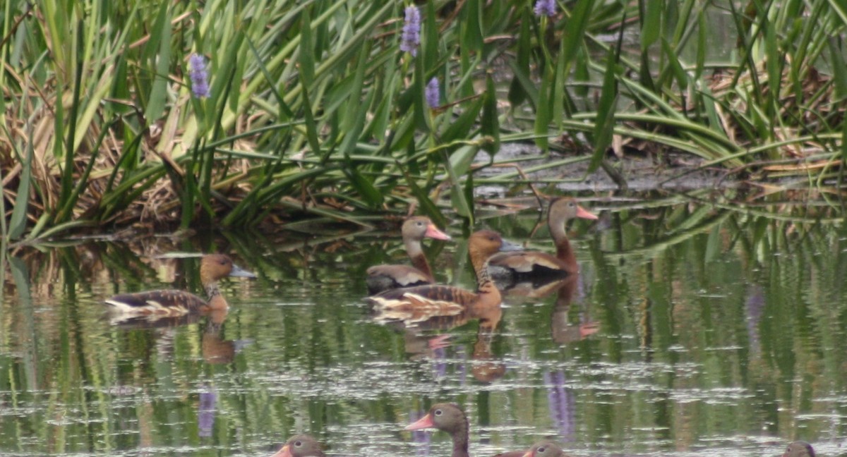 Fulvous Whistling-Duck - ML617822319