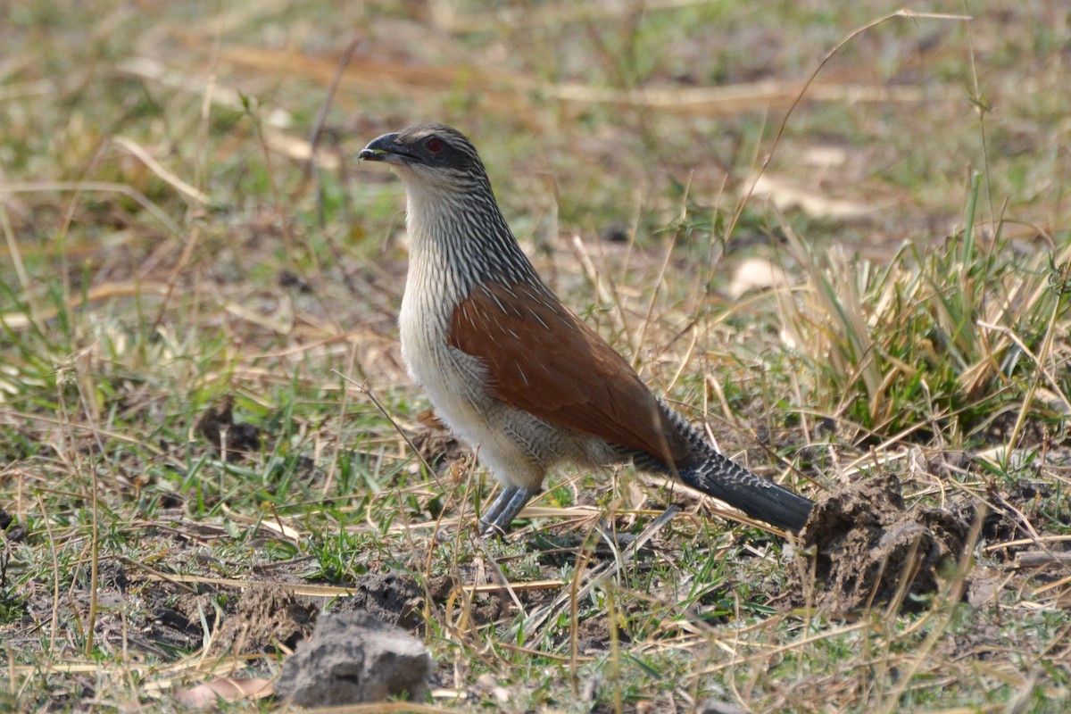 White-browed Coucal (White-browed) - Warren Schultze