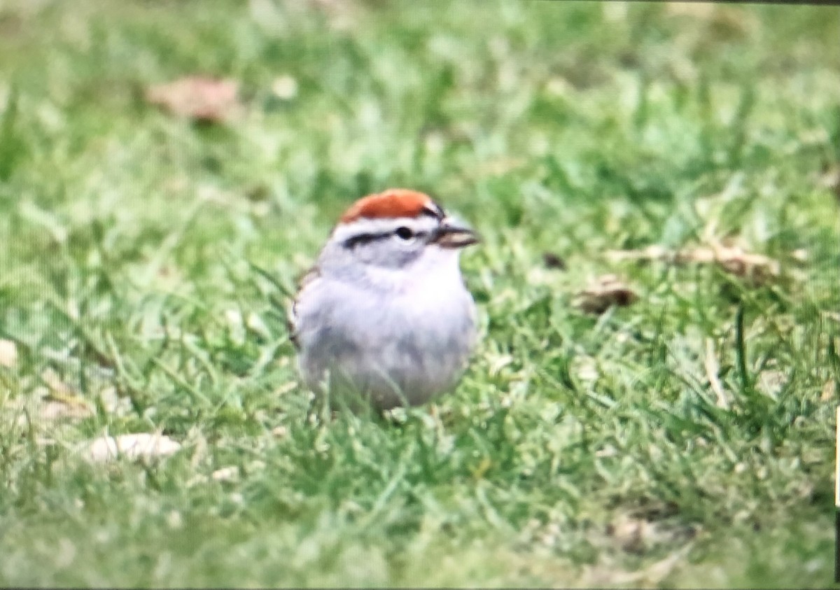 Chipping Sparrow - Jules S