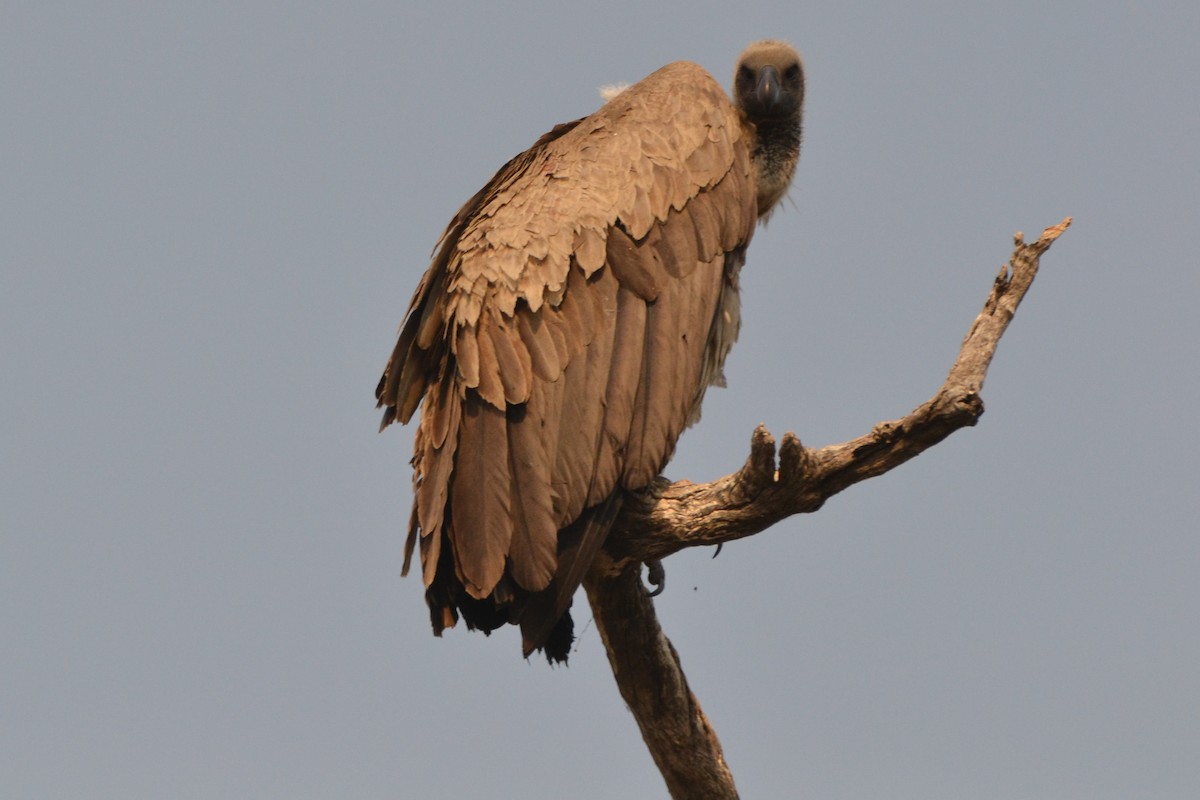 White-backed Vulture - Warren Schultze