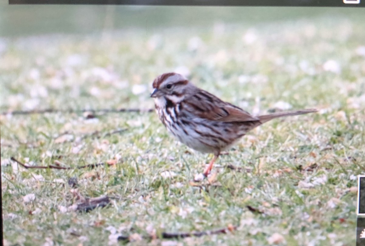 Song Sparrow - Jules S