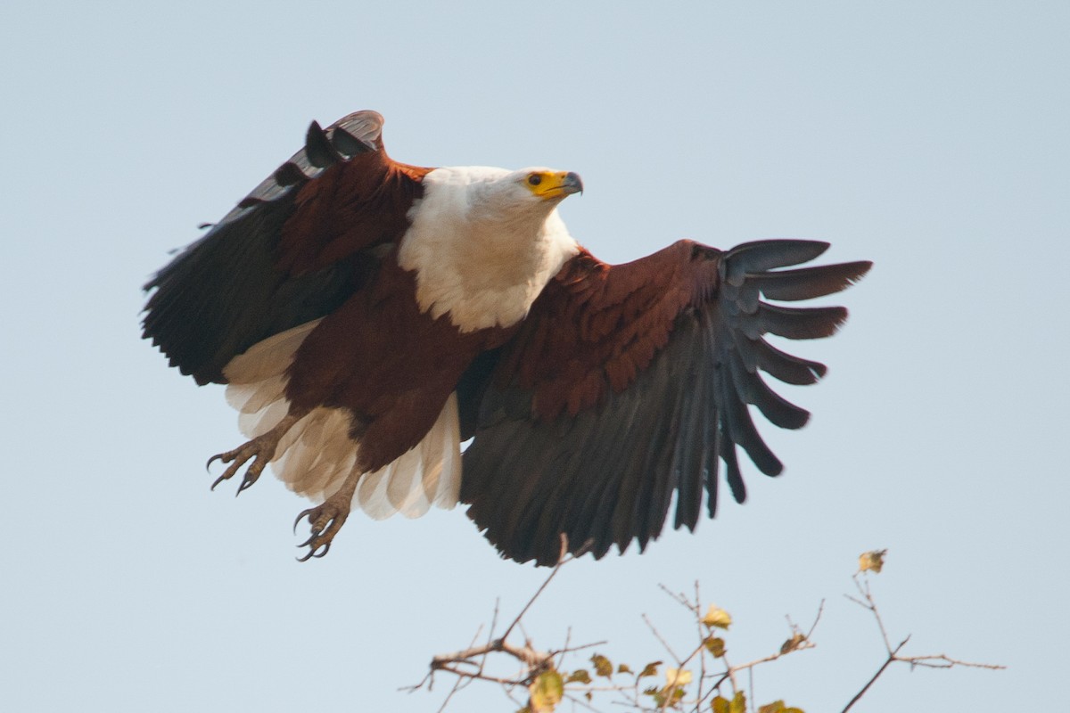 African Fish-Eagle - ML617822433