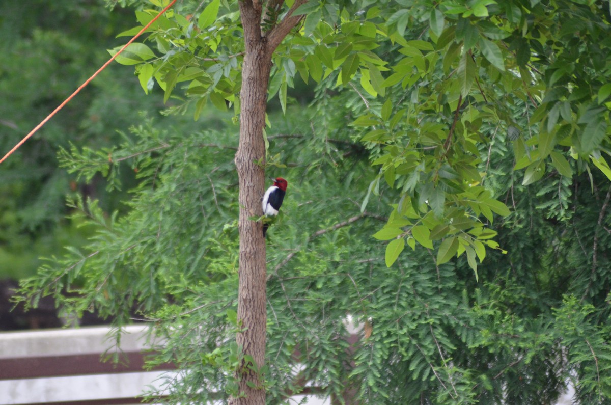 Red-headed Woodpecker - ML617822438