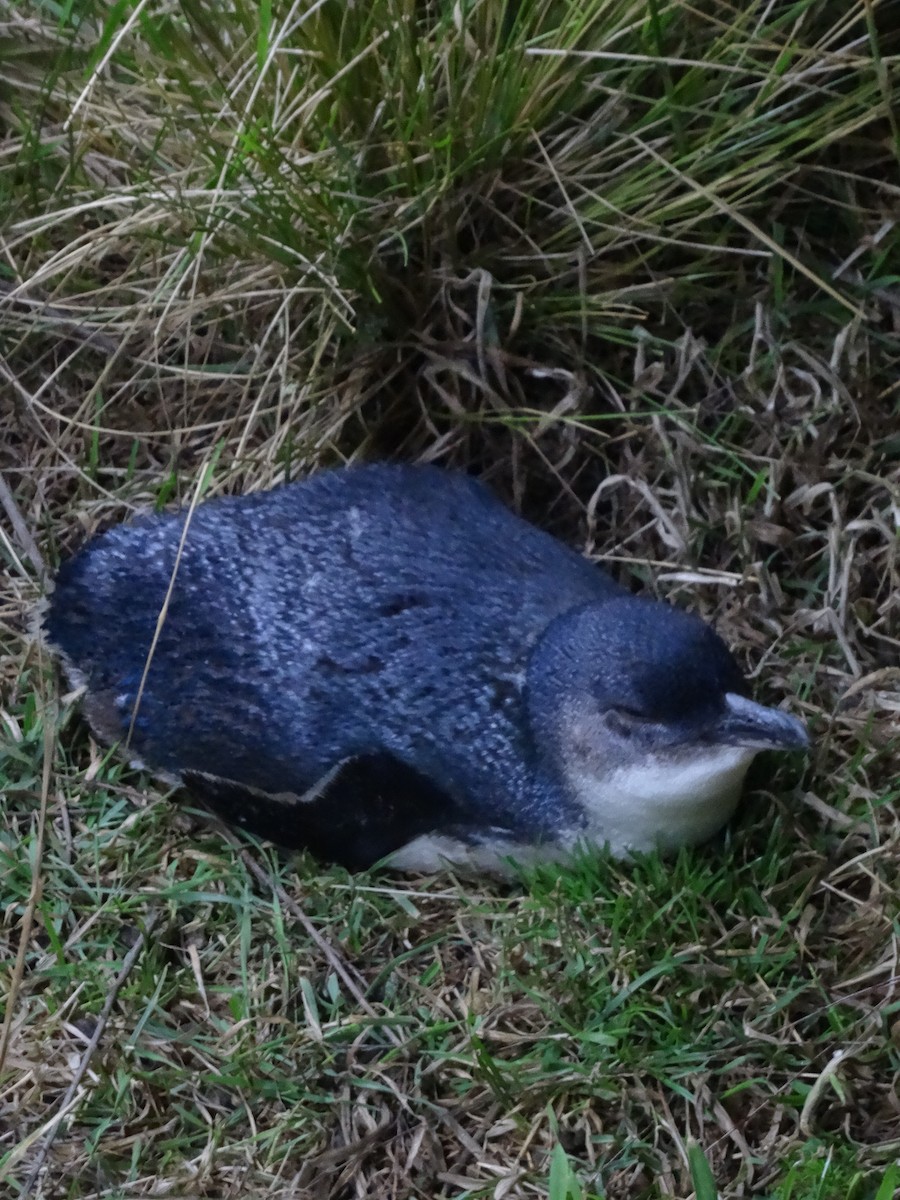 Little Penguin - Padrick Anderson