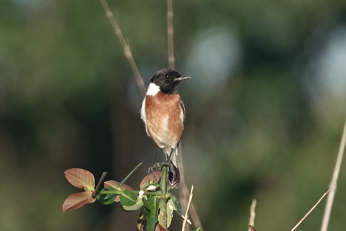 African Stonechat - ML617822498