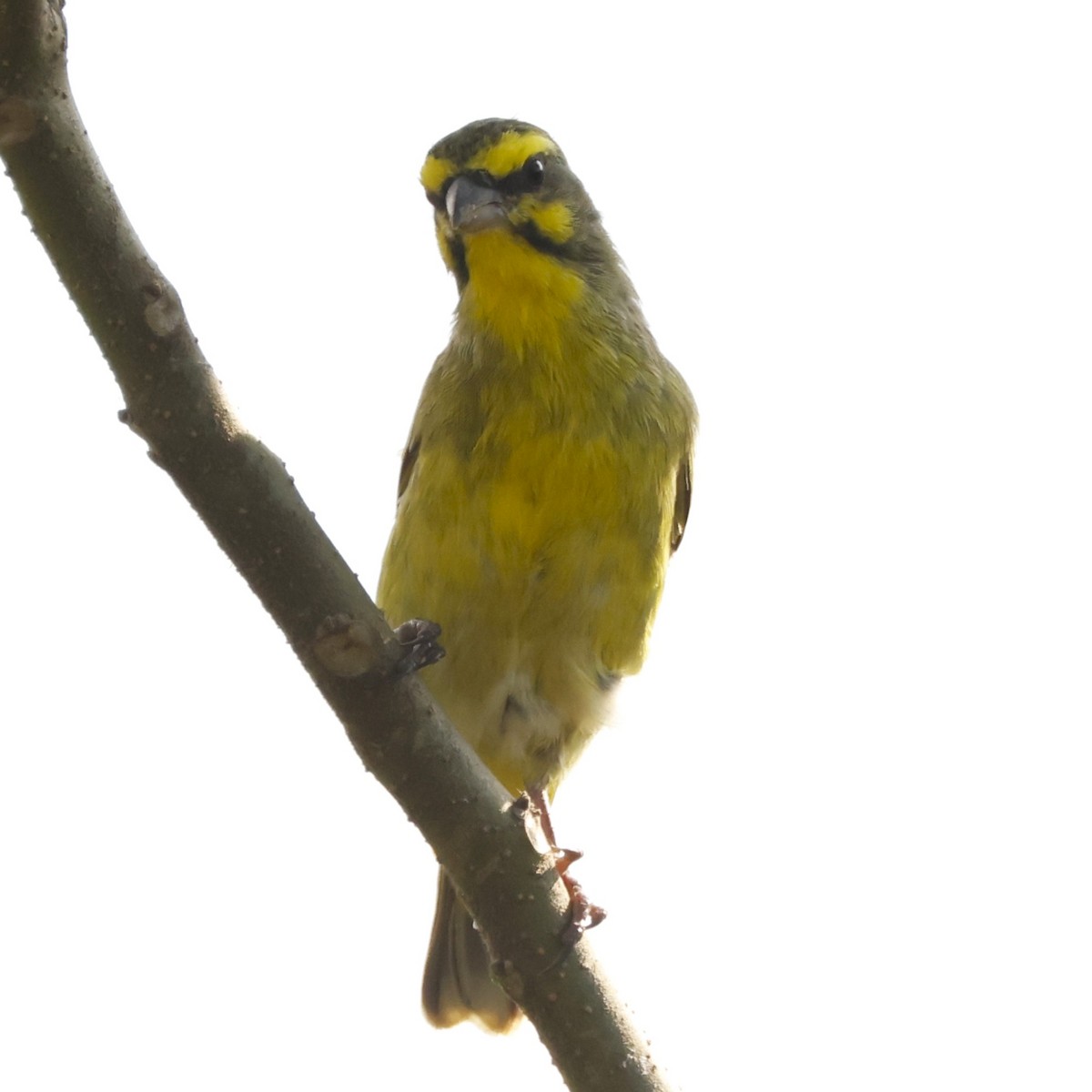 Yellow-fronted Canary - ML617822531