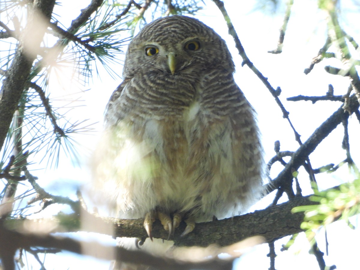 Collared Owlet - ML617822557