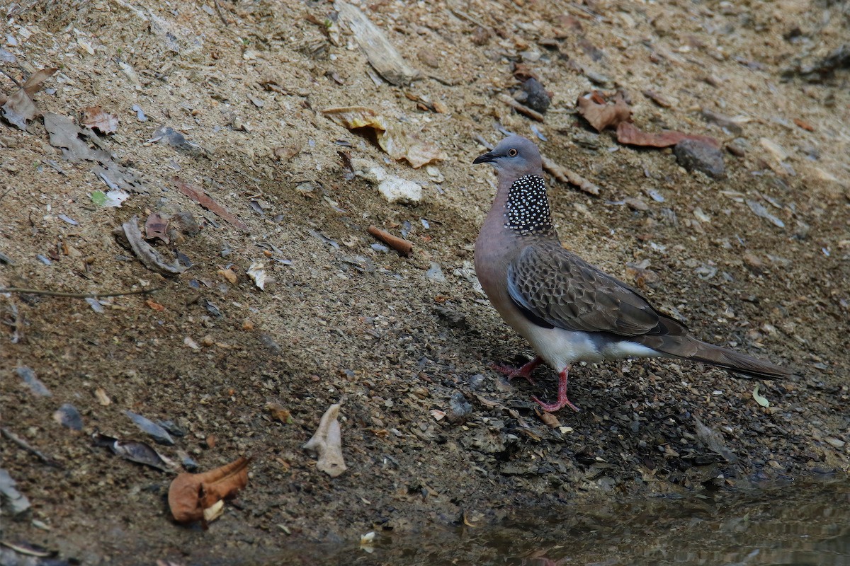Spotted Dove (Eastern) - ML617822565