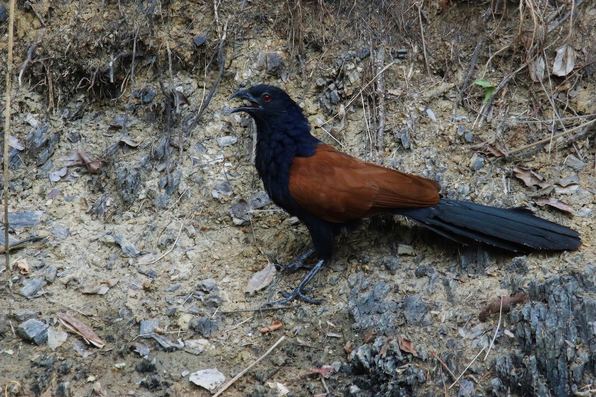 Greater Coucal (Greater) - Jens Toettrup