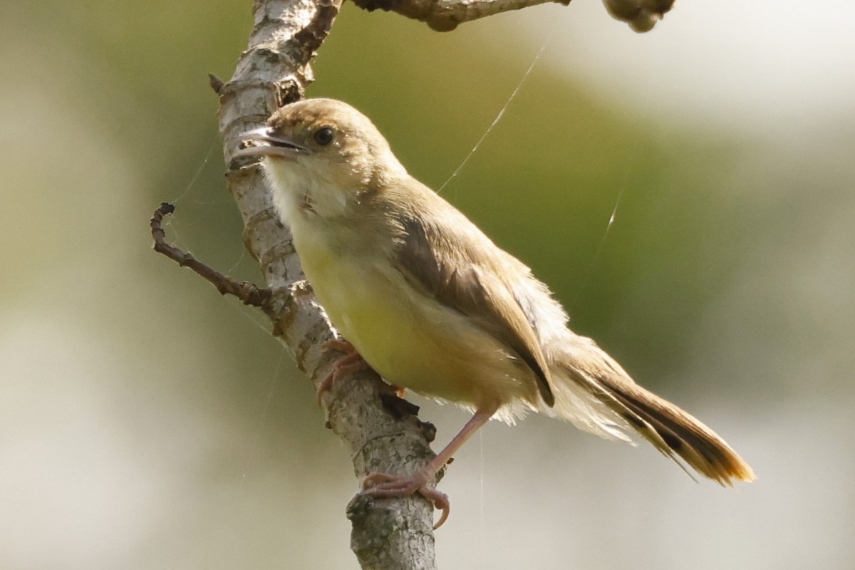 Red-faced Cisticola (Red-faced) - ML617822580