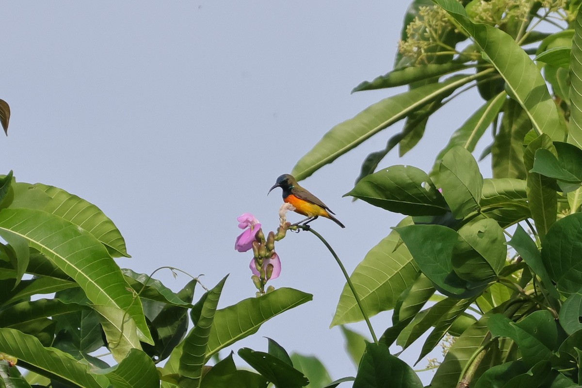 Flame-breasted Sunbird - 瑞珍 楊