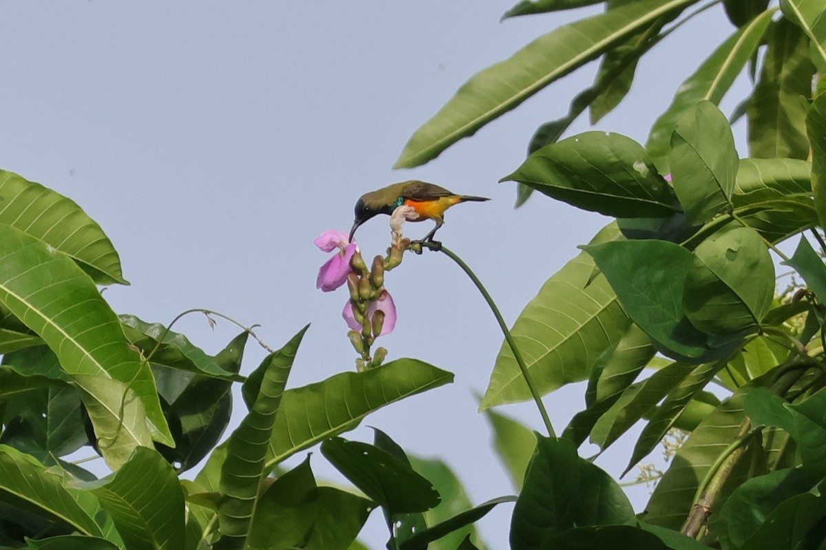 Flame-breasted Sunbird - 瑞珍 楊
