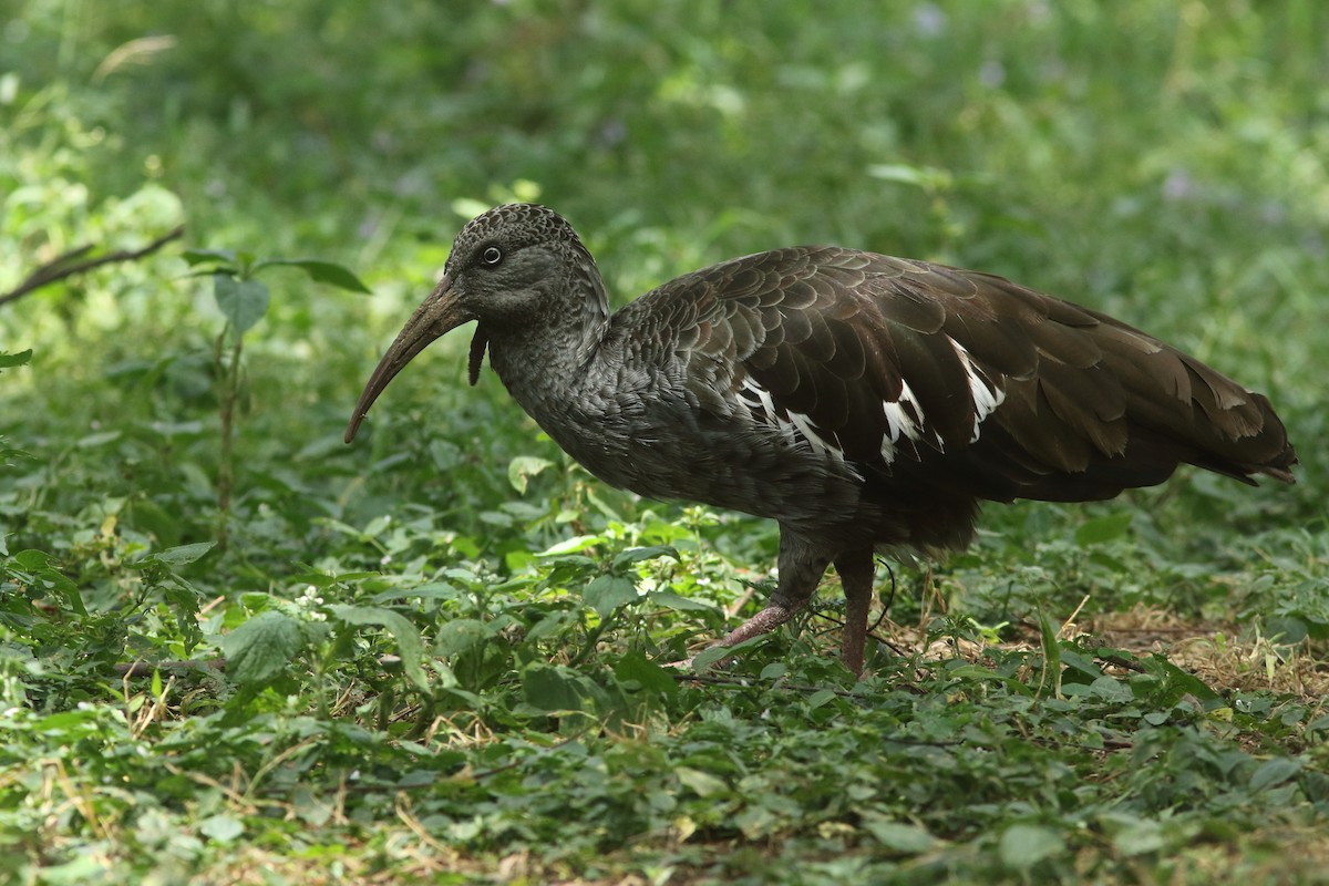 ibis etiopský - ML617822630