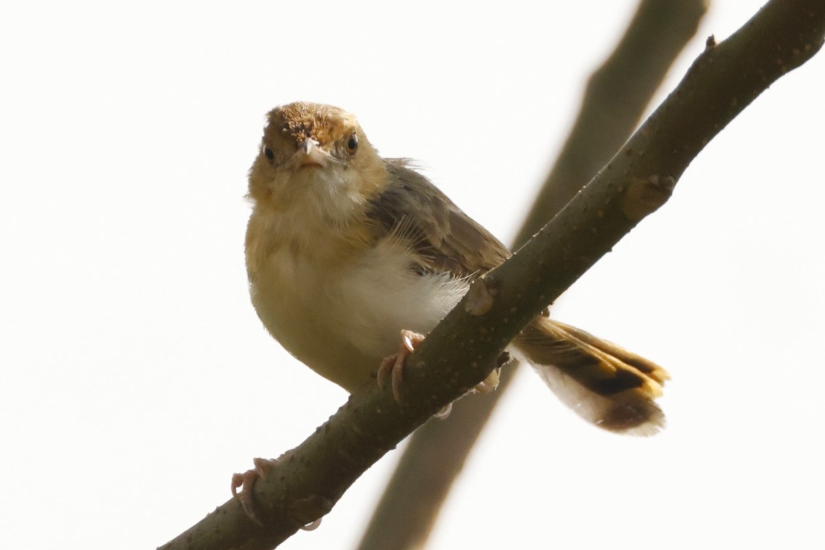 Red-faced Cisticola (Red-faced) - John Mills