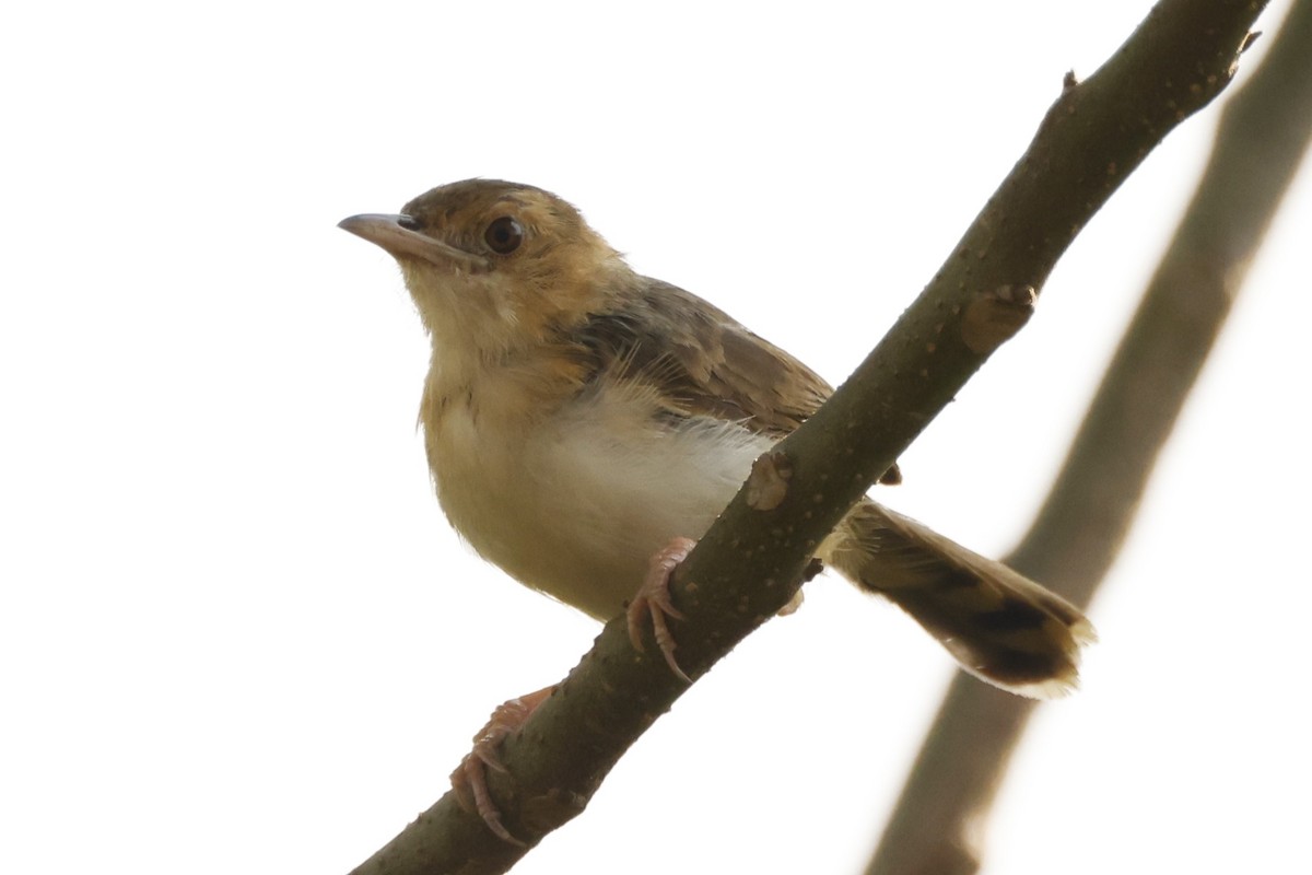 Red-faced Cisticola (Red-faced) - ML617822645