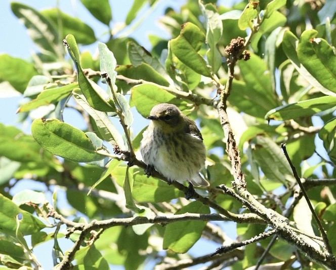 Cape May Warbler - ML617822660
