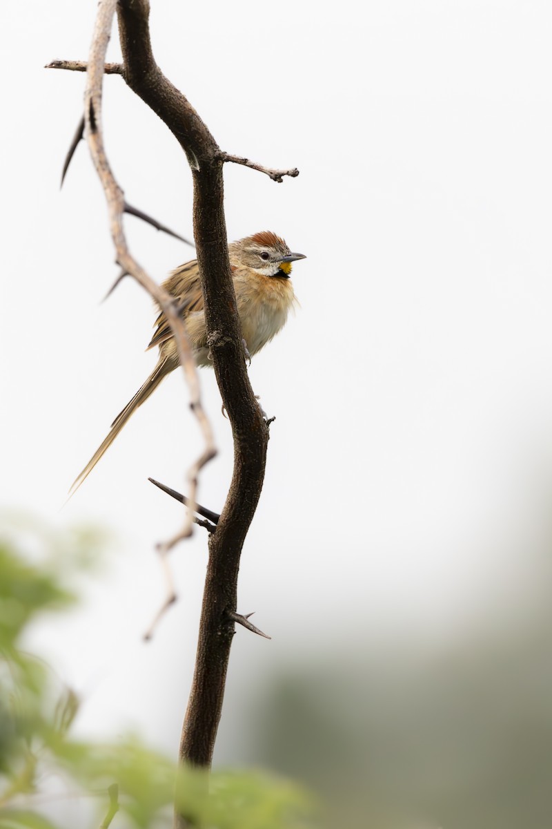 Chotoy Spinetail - ML617822673