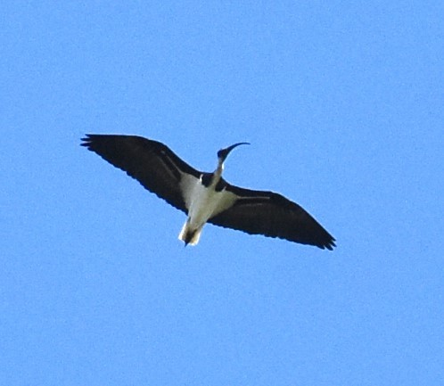 ibis slámokrký - ML617822674