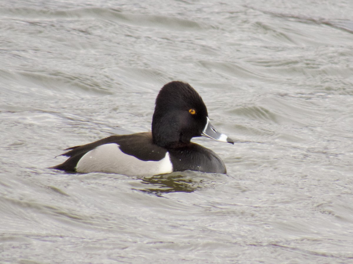 Ring-necked Duck - A Branch