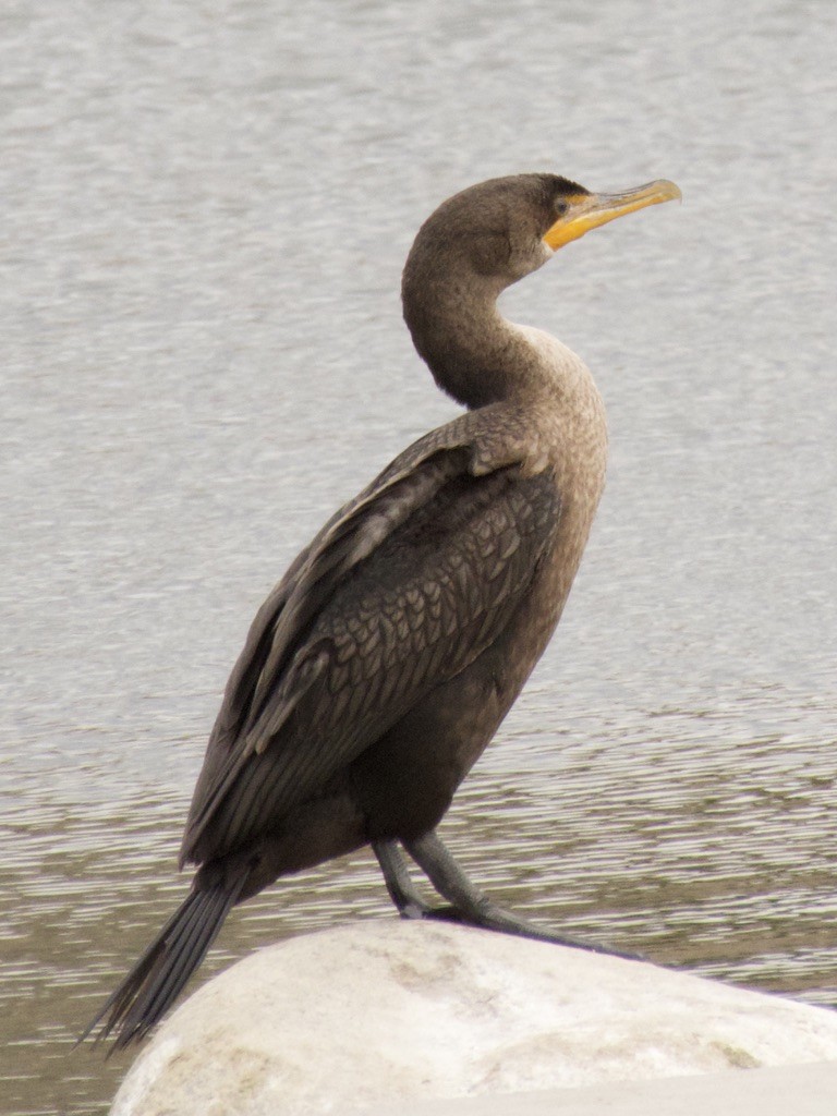 Double-crested Cormorant - A Branch