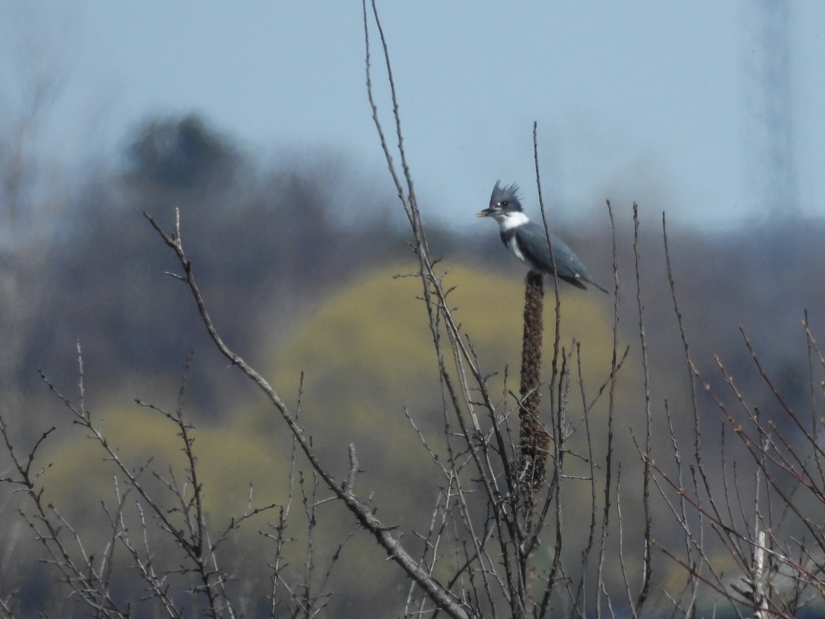 Belted Kingfisher - ML617822726