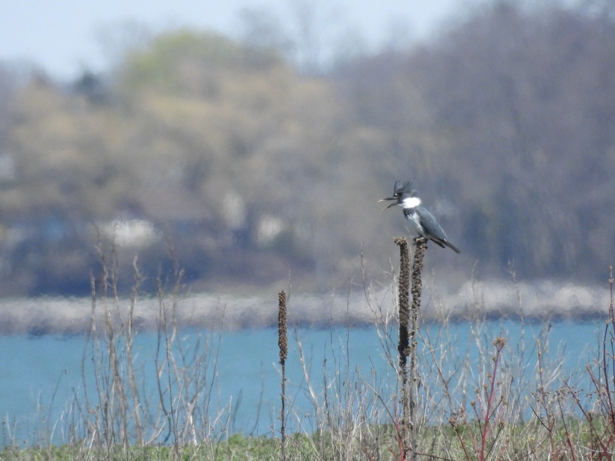 Belted Kingfisher - ML617822727
